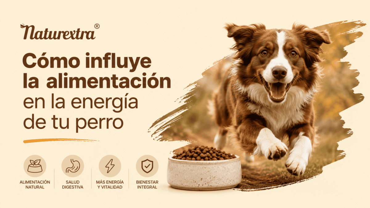 Como influye la alimentación en la energía de tu perro
