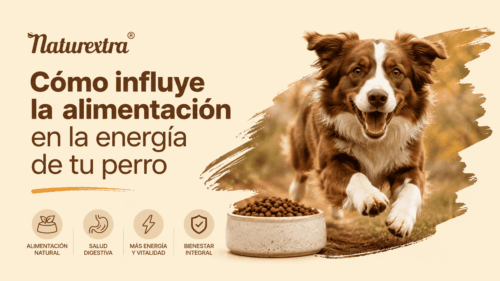 Como influye la alimentación en la energía de tu perro