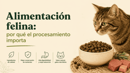 Alimentación felina y la importancia del procesamiento