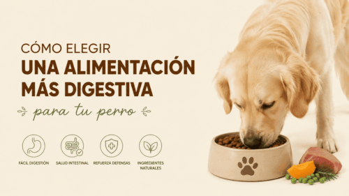 Cómo elegir una alimentación más digestiva para tu perro
